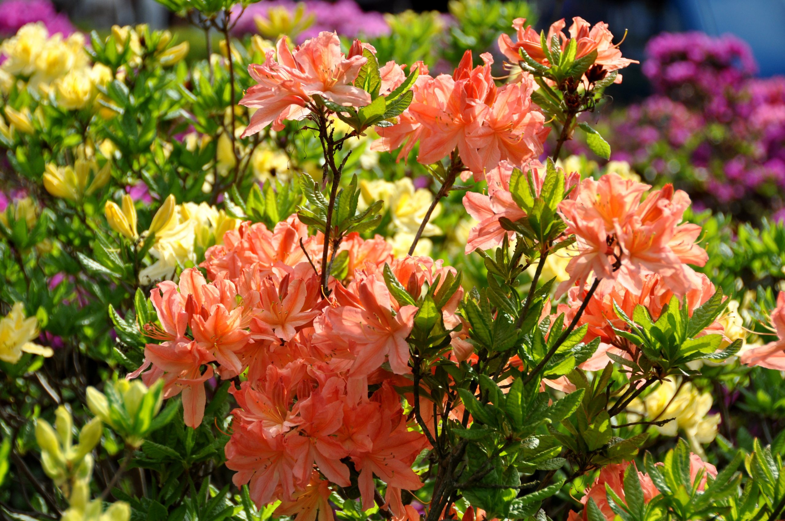 Rhododendron